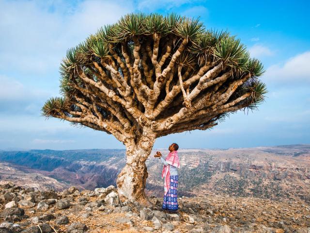 Media - Loài cây kỳ dị bậc nhất thế giới có nhựa màu đỏ như máu