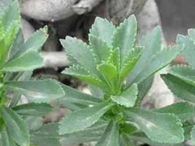 Thị trường - Tiêu dùng - Loại "cỏ cứu mạng" ở châu Á có gì hot mà giá lên tới cả triệu đồng?