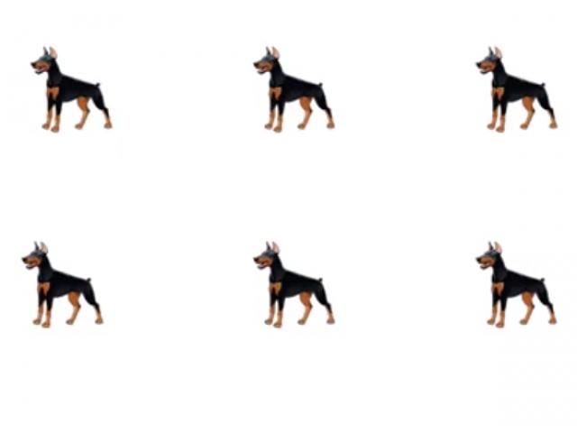 Giáo dục - du học - Bài toán nhốt chó khiến biết bao người điên đầu