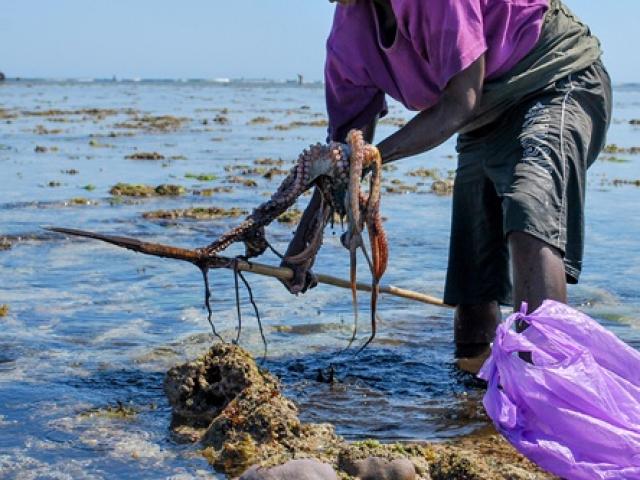 Thị trường - Tiêu dùng - Loài 9 não, 3 quả tim như "quái vật", nay là thứ bán "đắt hàng" vì khách mua ầm ầm