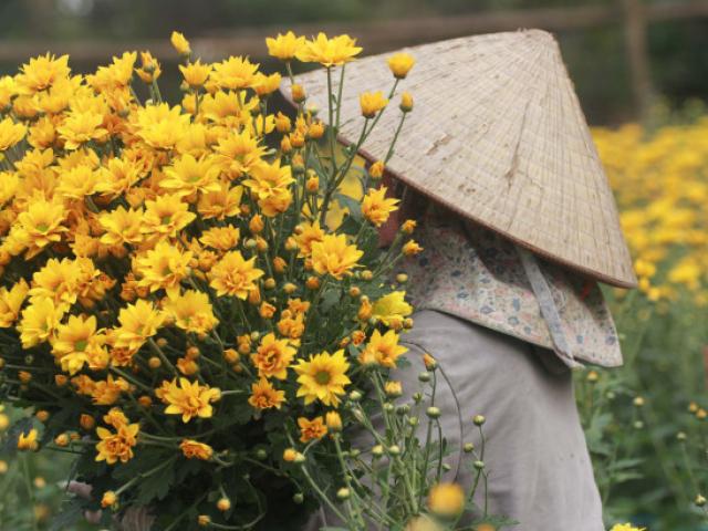 Thị trường - Tiêu dùng - Dịch Covid-19 khiến "hoa cười người khóc", nông dân ước "giá mà hoa ăn được để tích trữ"