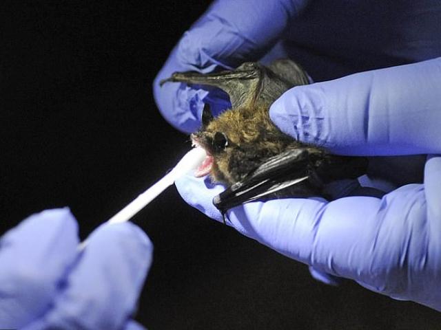 Thế giới - Vì sao Mỹ buộc dừng ngay mọi nghiên cứu liên quan đến dơi?