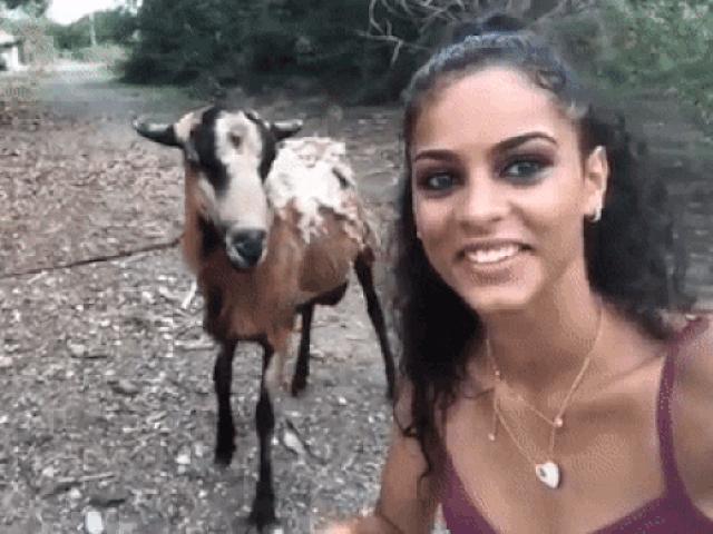 Tranh vui - Khoảnh khắc không đỡ nổi khi động vật "nổi giận"