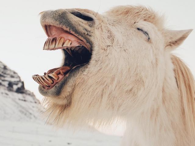 Truyện cười - Phơi cho khô