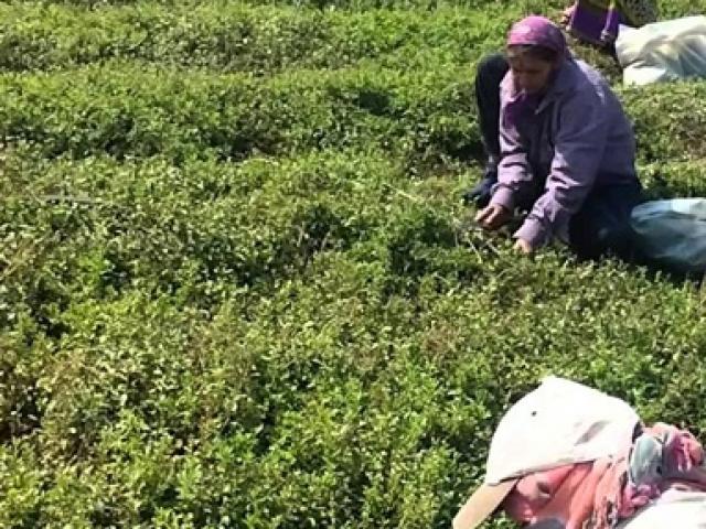 Thị trường - Tiêu dùng - Nghe tên tưởng vô giá trị, hóa ra ở Việt Nam nay trồng nhiều thu tiền "khủng"