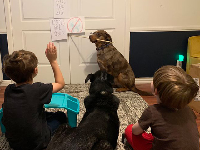 Tranh vui - Sẽ như thế nào khi trẻ con được nghỉ học ở nhà tránh dịch?