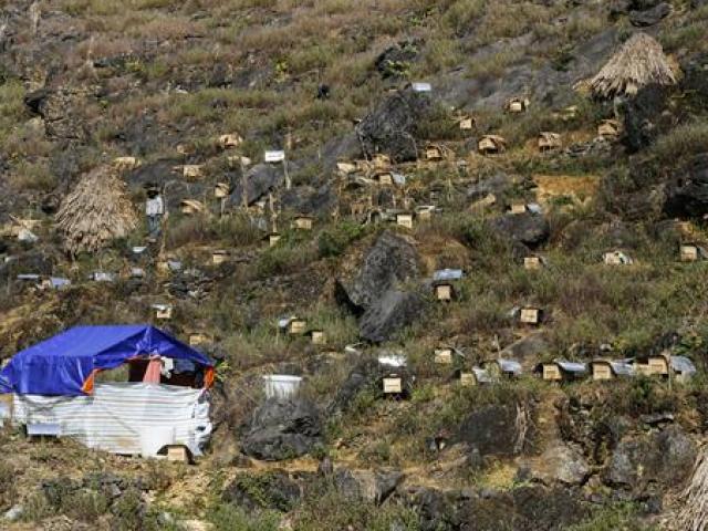 Kinh doanh - Nghề lạ: nuôi côn trùng trên... đá, chẳng bấy lâu thoát nghèo "ngon ơ"