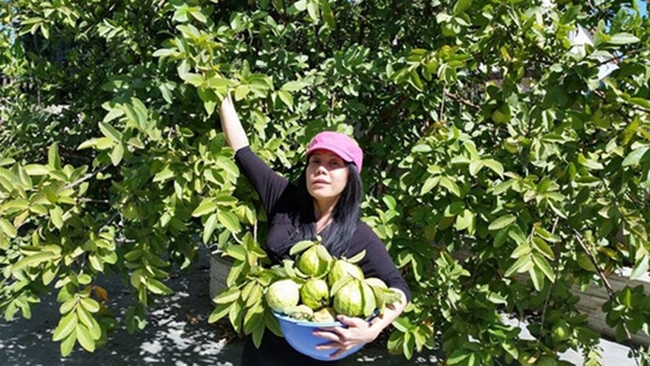 Việt Hương có một vườn cây trái ngay trước sân nhà. Nữ danh hài tự hào khoe những trái hồng thu hoạch được. Tại đây, cô trồng nhiều loại cây ăn quả như ổi, hồng...
