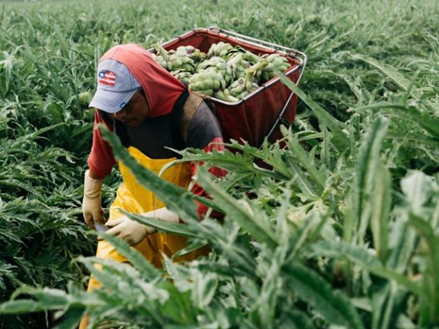 Thị trường - Tiêu dùng - Thứ rau giải độc mát gan, có nhiều ở Việt Nam giá cao ngất ngưởng vẫn đắt hàng