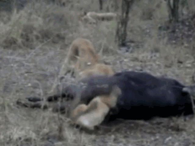 Media - Sư tử tham ăn đến mức kẹt cả đầu vào xác trâu rừng