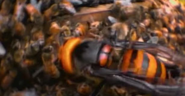 Ong bắt cày kích thước khổng lồ thỏa sức thảm sát đàn ong 30.000 con.