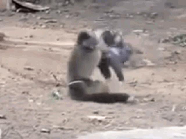 Media - "Tỉ thí võ công" với gà, khỉ hạ gục đối thủ bằng chiêu thức không tưởng