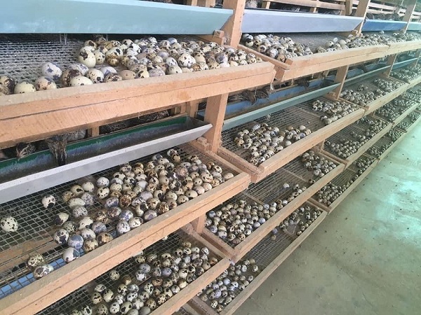 Giá trứng cút rẻ chưa từng thấy đã khiến hàng loạt hộ nuôi chim cút phải bán tháo đàn.