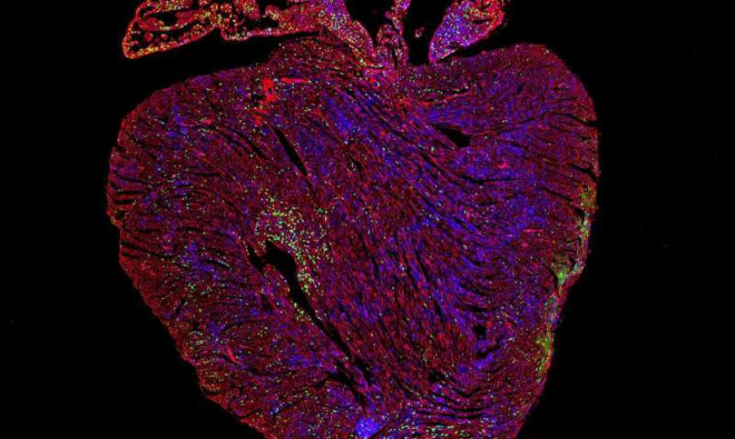 Cận cảnh trái tim được tái tạo sau khi "bật" gen gây ung thư lây lan - ảnh do nhóm nghiên cứu cung cấp