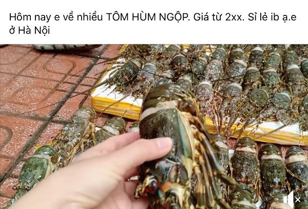 Tôm hùm ngộp giảm giá mạnh, chỉ 120 nghìn đồng/con - 3