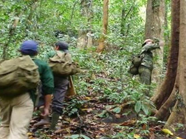 Kinh doanh - Vào rừng "săn vàng", kiếm chục triệu liền tay nhưng mà có thể trả giá bằng tính mạng