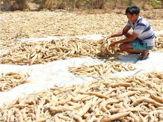 Thị trường - Tiêu dùng - Đem loại củ rẻ bèo ở Việt Nam phơi khô mà giá tăng gấp 10