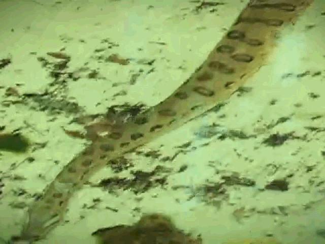 Media - Đại chiến kinh hoàng giữa trăn gấm và "sát thủ đầm lầy" Nam Mỹ