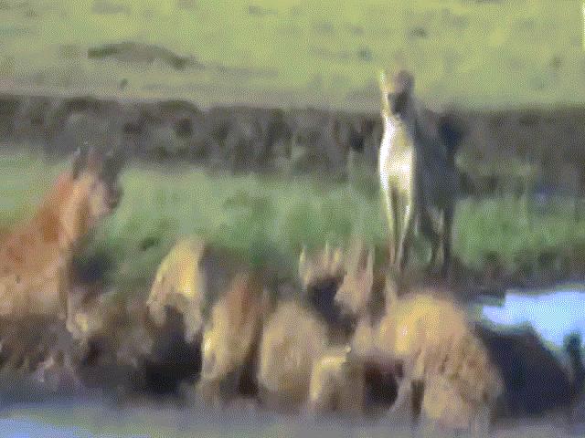 Video: Sư tử liều lĩnh bén mảng lãnh địa linh cẩu