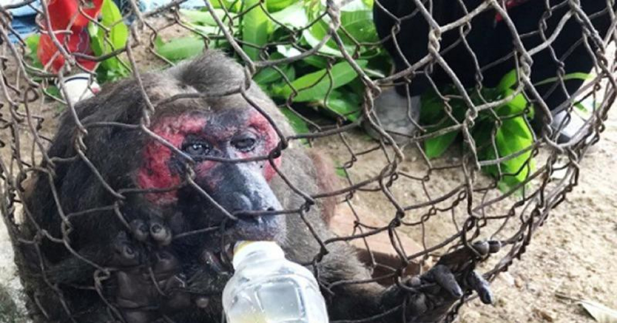 Tin tức trong ngày - Bình Định: Khỉ mặt đỏ quý hiếm vào gần nhà dân tìm thức ăn