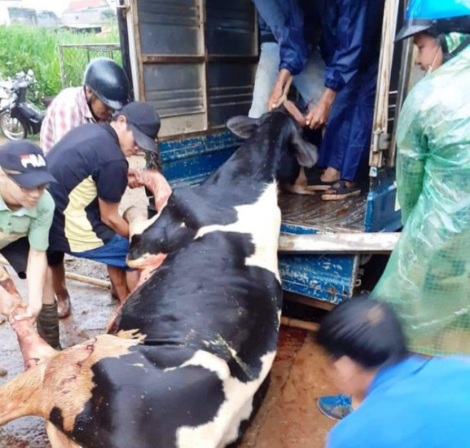 10 con bò sữa bị sét đánh chết được người dân địa phương hỗ trợ mổ thịt bán.