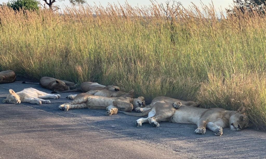 Đàn sư tử ngủ say sưa giữa một đoạn đường nhựa tại Công viên Quốc gia Kruger, Nam Phi (Ảnh: Richard Sowry)