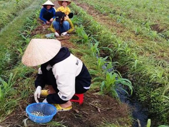 Thị trường - Tiêu dùng - Trồng thứ ở đâu cũng bán mà cả làng "đổi đời" bất ngờ