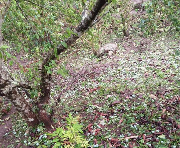 Hàng trăm tấn mận phải đổ bỏ do ảnh hưởng của dịch Covid-19, nông dân Sơn La "kêu cứu" - 2