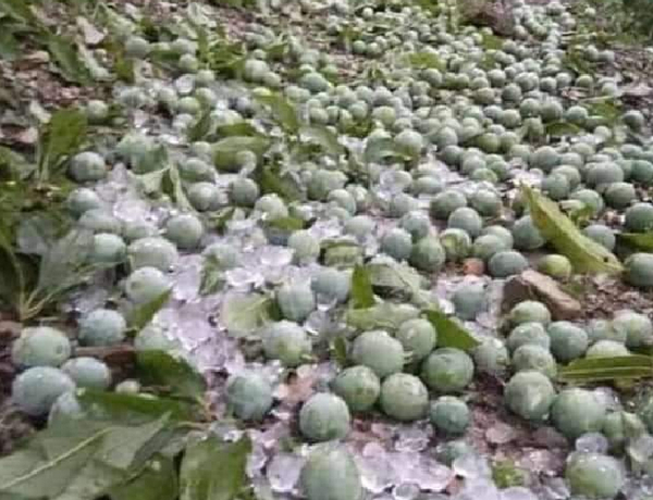 Hàng trăm tấn mận phải đổ bỏ do ảnh hưởng của dịch Covid-19, nông dân Sơn La "kêu cứu" - 3