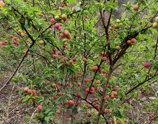 Chị tươi cho biết những gốc mận tam hoa của gia đình chín đỏ nhưng không có người mua