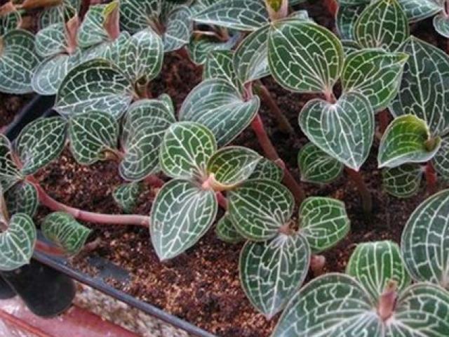 Thị trường - Tiêu dùng - "Siêu thần dược" một thời, giá cả triệu đồng/kg, dân Việt lùng mua đem bán giờ ra sao?