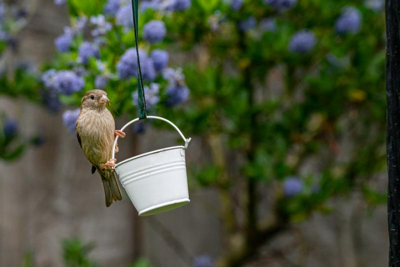 Ngắm những chú chim quanh nhà được cho là cách "xả stress" hữu hiệu trong thời gian cách ly ở nhà (Ảnh: Getty)