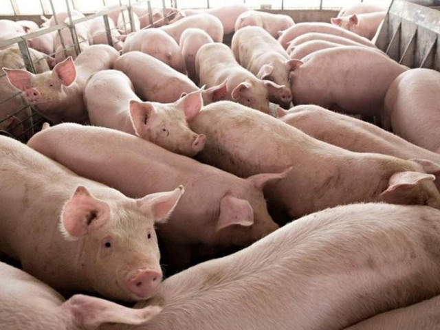 Thị trường - Tiêu dùng - Giá lợn hơi ‘sốt’ trở lại, tiến sát mốc 100.000 đồng/kg