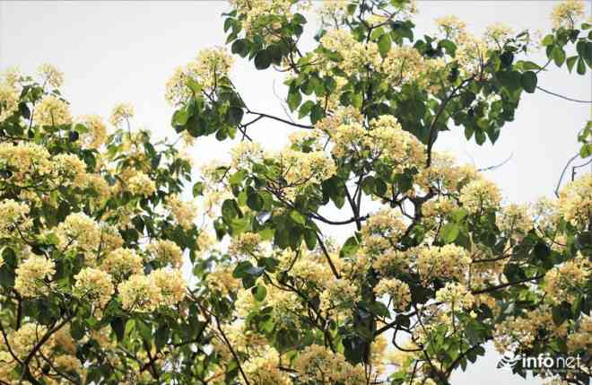 Loài hoa bún thường có nhiều tại miền Trung, nhưng tại Hà Nội chỉ còn duy nhất một cây hoa bún tại làng Đình Thôn.