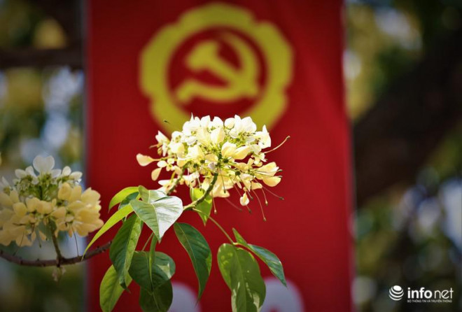 Hoa bún mọc thành từng chùm phía đầu cành.