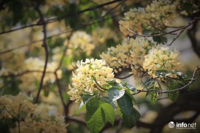  Hoa mầu vàng và trắng xen lẫn sắc xanh của lá khiến cây bún nổi bật giữa đầu làng, thu hút bao ánh nhìn.