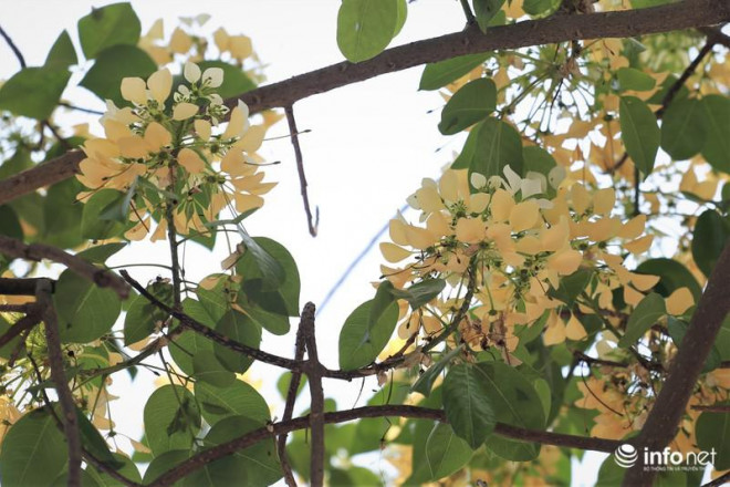 Hoa bún nở rộ đu đưa trong gió tạo nên một khung cảnh tuyệt đẹp thu hút bao loài ong, bướm, chim đến hút mật.