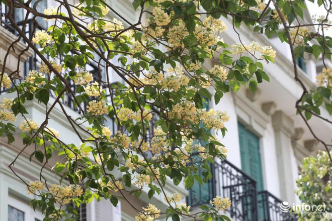 Hoa Bún mang trên mình màu sắc thanh thoát, nhẹ nhàng tỏa bóng xen kẽ các tòa nhà cao tầng.