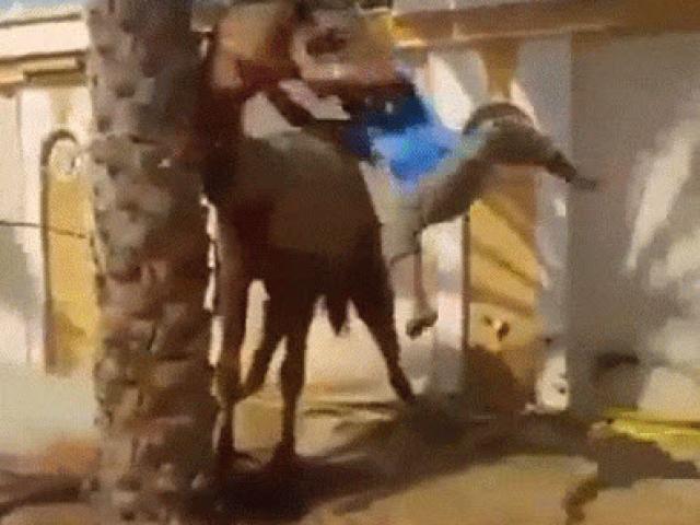 Media - Lạc đà nổi "máu điên", ngoạm đầu người đàn ông ném xuống đất cực thô bạo