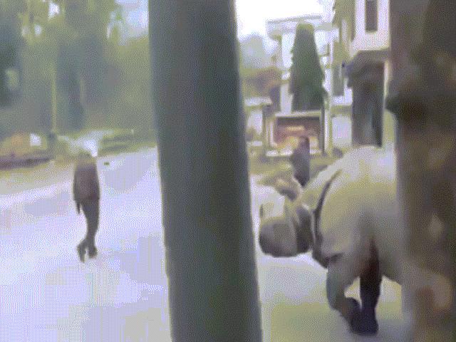 Phi thường - kỳ quặc - Đang đi trên phố, hết hồn thấy tê giác khổng lồ đuổi ngay sau lưng