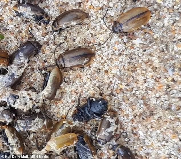 Những con côn trùng được cho là loài bọ cánh cứng Scarabaeidae.