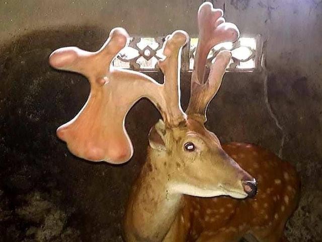 Tin tức trong ngày - Cặp nhung “khủng” có cân nặng kỷ lục được bán với giá trên 40 triệu