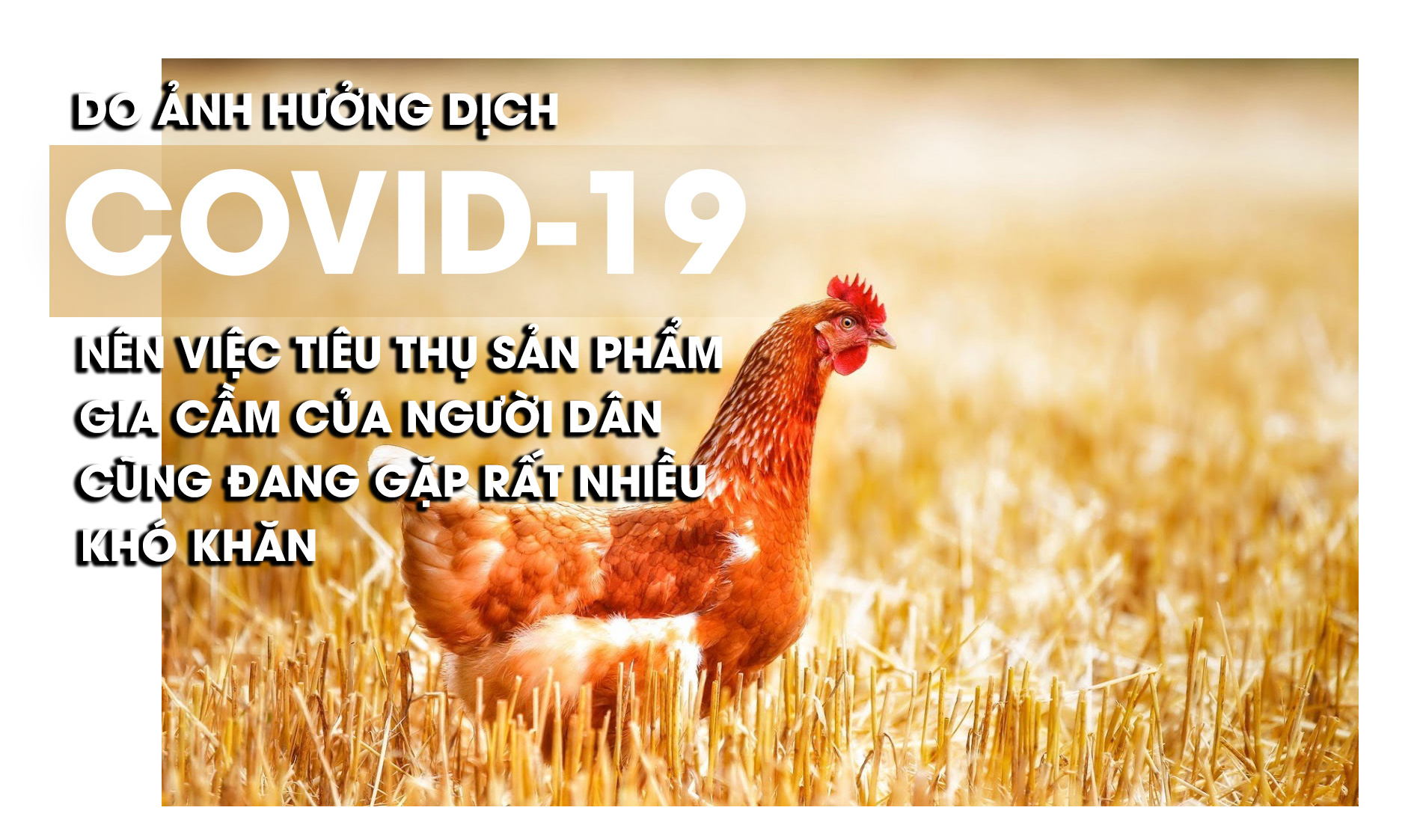 Thịt lợn tăng phi mã, gia cầm rẻ như cho và nỗi lo thiếu nguồn cung lặp lại - 6