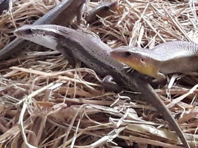 Thị trường - Tiêu dùng - Nuôi con nghe tên nhiều người đã khiếp vía, tiền vào túi "ầm ầm"