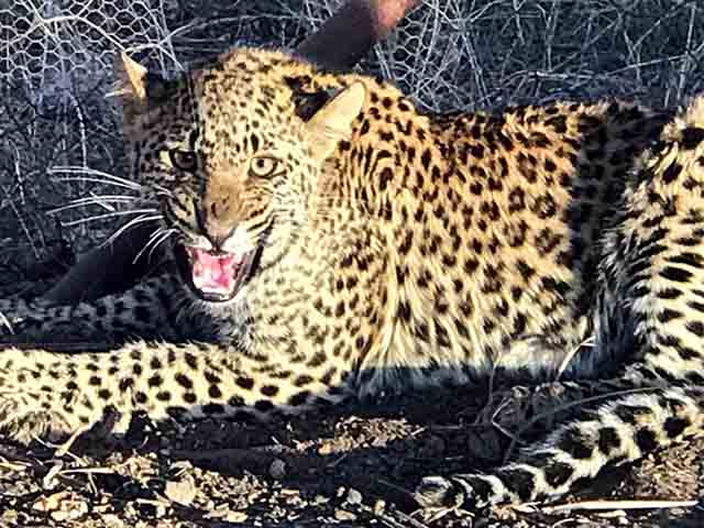 Media - Báo đốm lẻn vào nhà dân giữa đêm ngoạm đầu chó nhà và cái kết bất ngờ