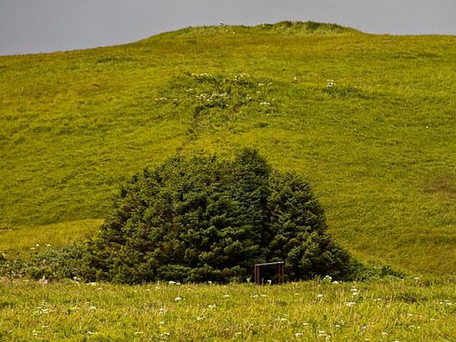 Du lịch - Kỳ lạ khu rừng nhỏ nhất nước Mỹ chỉ có 33 cây