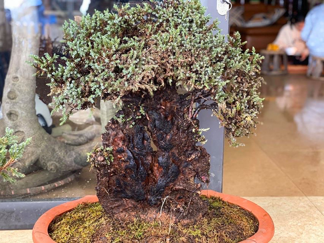 Thân đẹp như thạch nhũ, mầm sinh trưởng bám đầy các mầm con rất hợp với làm cây cảnh, bonsai nhỏ  đặt trong không gian hẹp
