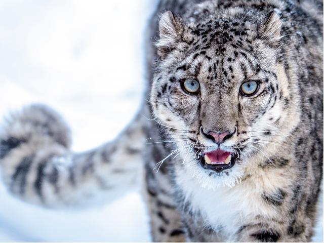 Media - Báo tuyết săn mồi trên vách đá, dê núi tung "tuyệt chiêu" thoát chết trong gang tấc