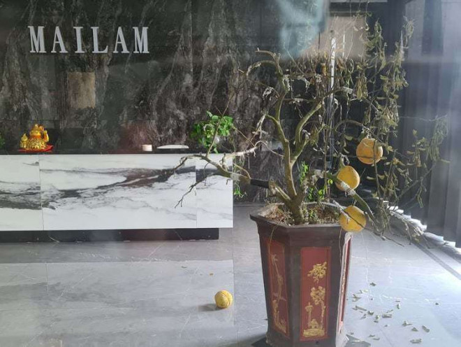 Công ty Mai Lâm không một bóng người, cây bưởi cảnh héo quắt, không ai chăm sóc. Ảnh: MB