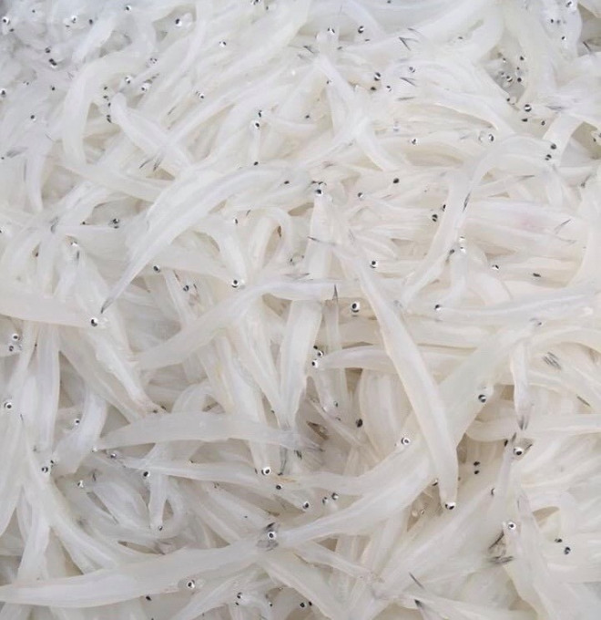 Cá ngần đầu mùa được bán với giá từ 250.000-350.000 đồng/kg